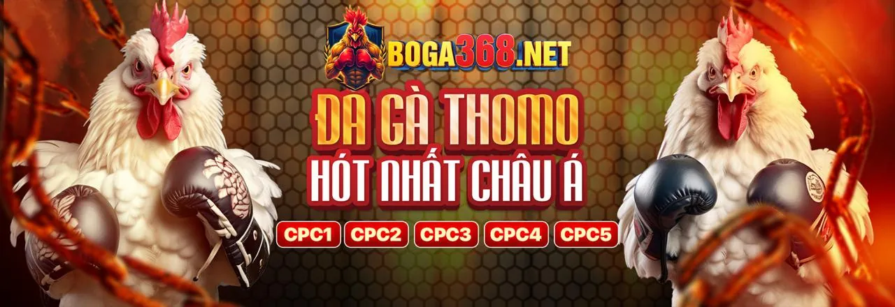 Đấu gà trực tuyến tại TJ77 Login